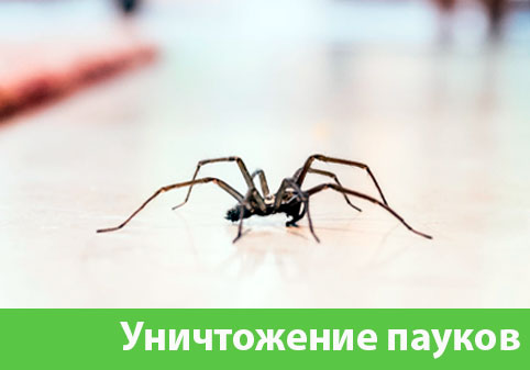 Избавиться от пауков в городе Армавир
