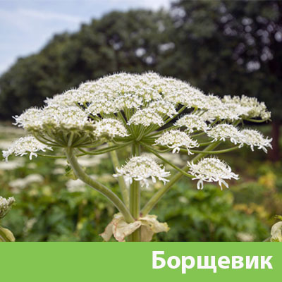 Борщевик в Армавире