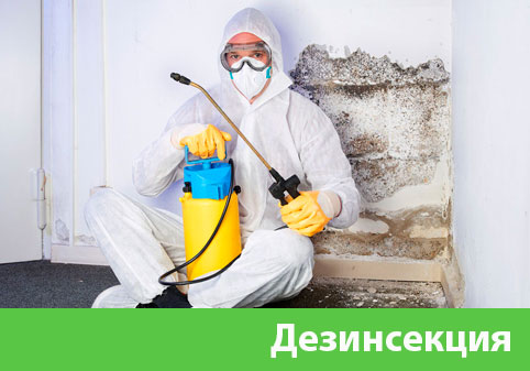 Дезинсекция в городе Армавир