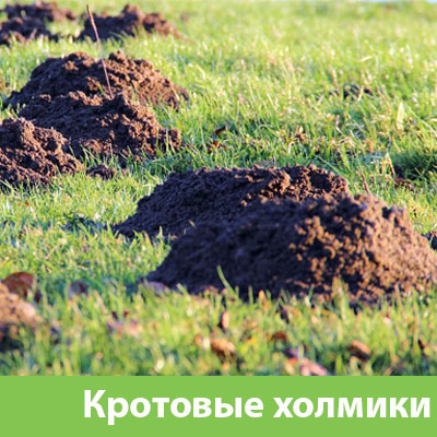 Кроты на участке в Армавире