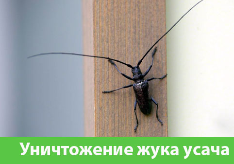 Обработка от жука усача в городе Армавир