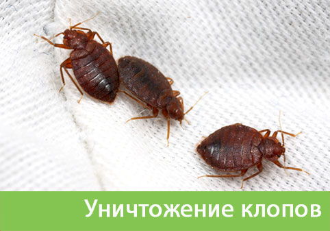 Уничтожение клопов в городе Армавир