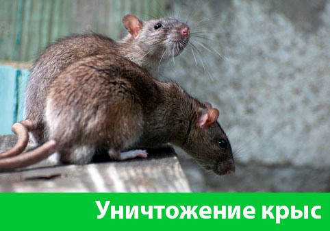 Уничтожение крыс в городе Армавир