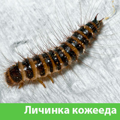 Личинка Кожееда в Армавире
