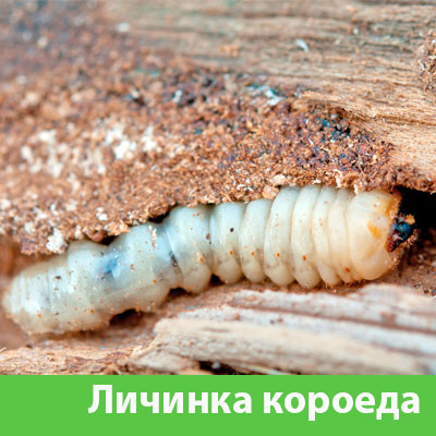 Уничтожение личинок короеда в Армавире