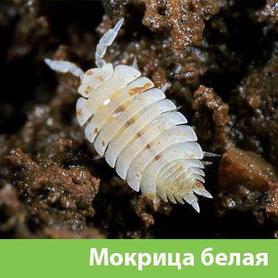 Мокрица в Армавире фото
