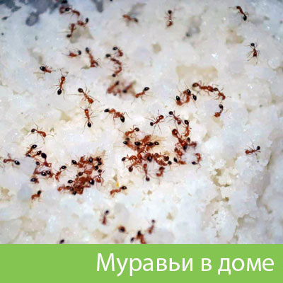 Муравьи в доме в Армавире