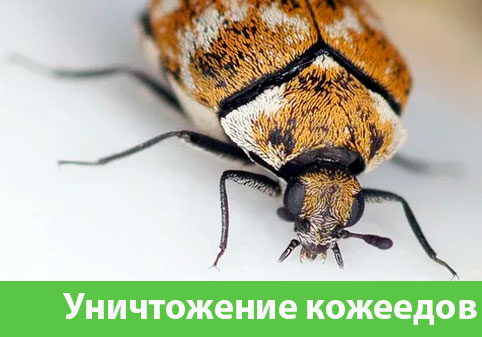 Обработка от кожееда в городе Армавир 