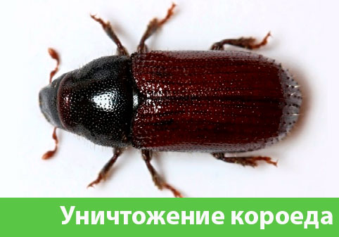 Обработка от короеда в городе Армавир