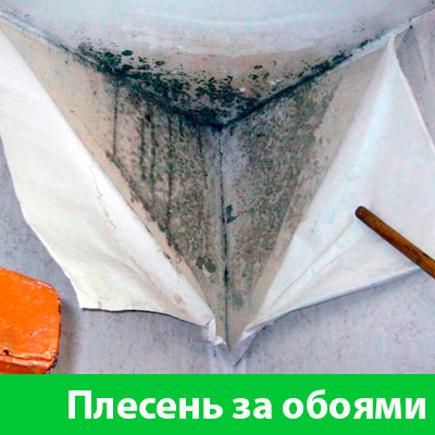 Удаление плесени в Армавире