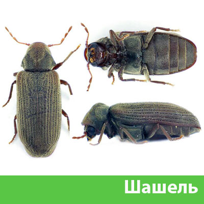Обработка от шашеля в городе Армавир