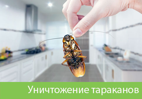 Уничтожение тараканов в городе Армавир