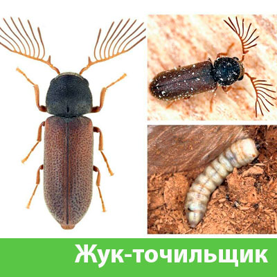 Уничтожение точильщика и личинок в Армавире
