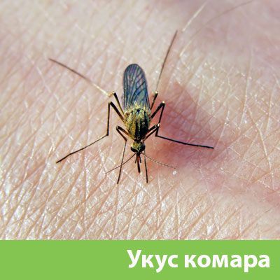 Укусы комаров в Армавире
