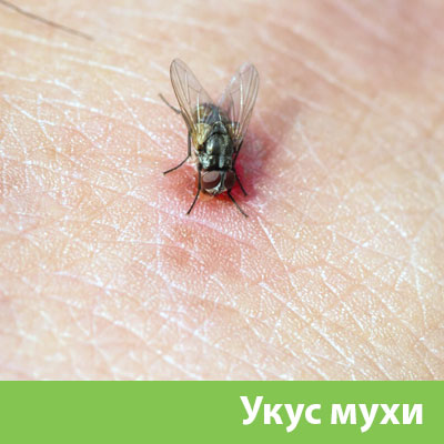 Уничтожение мух в Армавире
