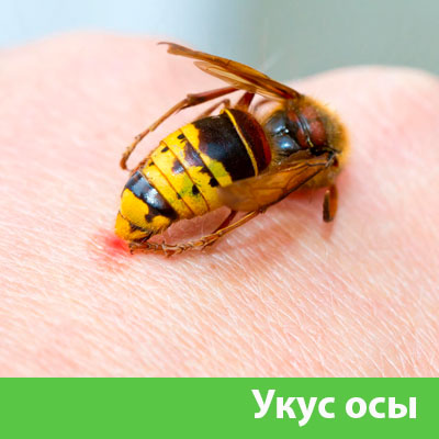 Профессиональное уничтожение ос и шершней в Армавире