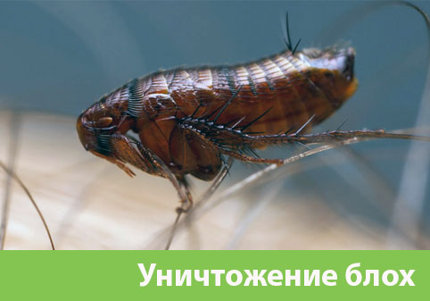 Уничтожение блох в городе Армавир