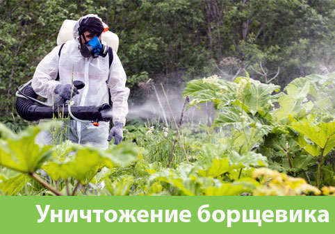 Уничтожение Борщевика в городе Армавир