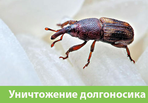 Уничтожение долгоносиков в городе Армавир