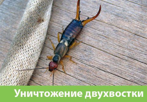Уничтожение двухвостки в городе Армавир