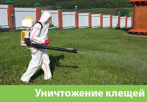 Уничтожение клещей в городе Армавир