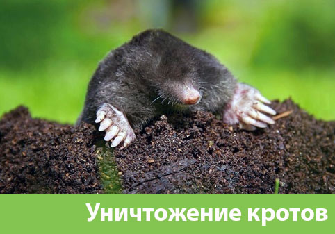 Уничтожение кротов в городе Армавир