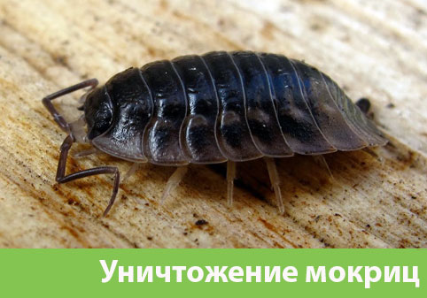 Мокрицы в квартире в городе Армавир