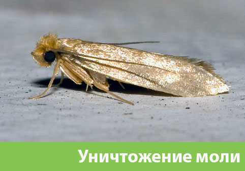 Уничтожение моли в городе Армавир 