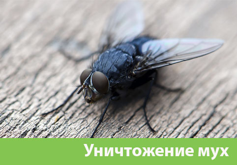 Уничтожение мух в городе Армавир