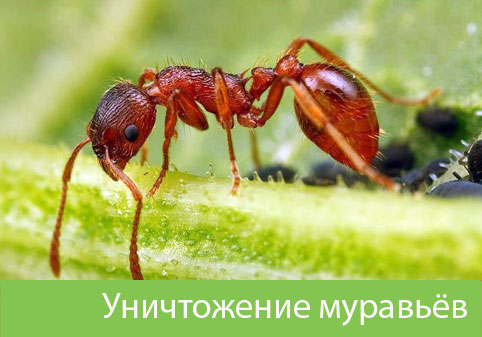 Уничтожение муравьёв в городе Армавир