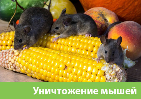 Уничтожение мышей в Армавире