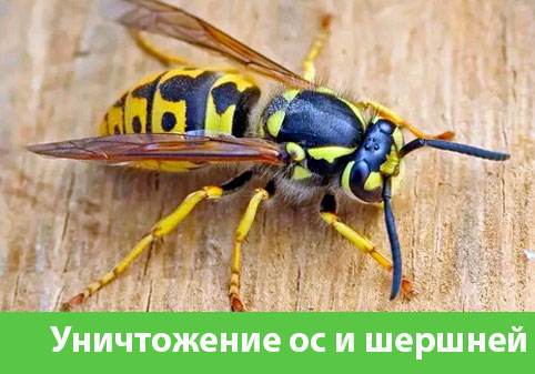 Уничтожение ос и шершней в городе Армавир